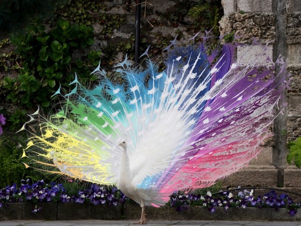 Bilder von Rainbow-Peacocks